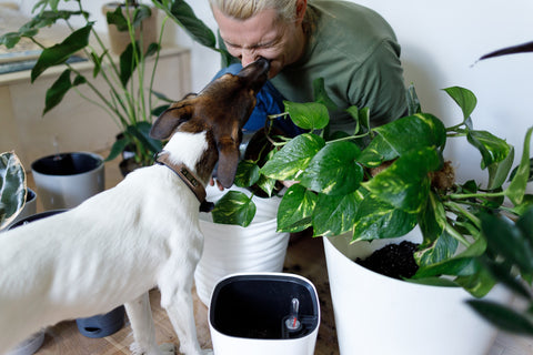 pet friendly plants and flowers