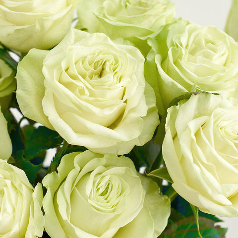 wasabi green roses