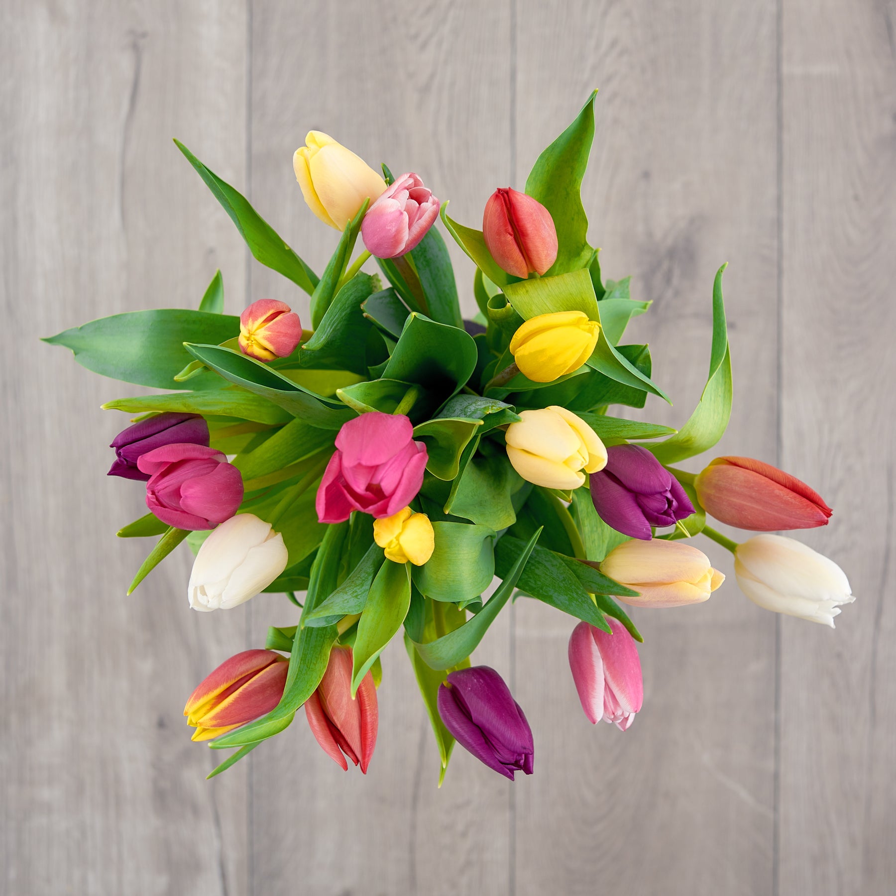 Multicolored Tulips Always Free Overnight Shipping