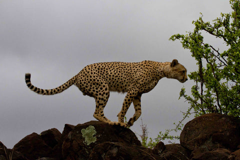 Jaguar Jumping