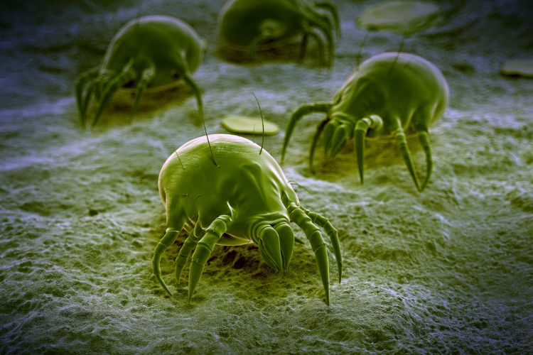 eliminate dust mites for your well-being