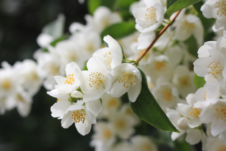 jasmine flowers