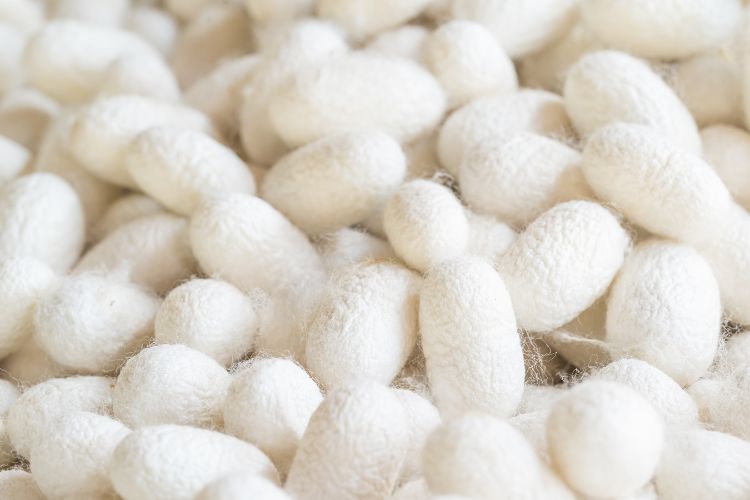 white silk cocoons containing natural amino acids