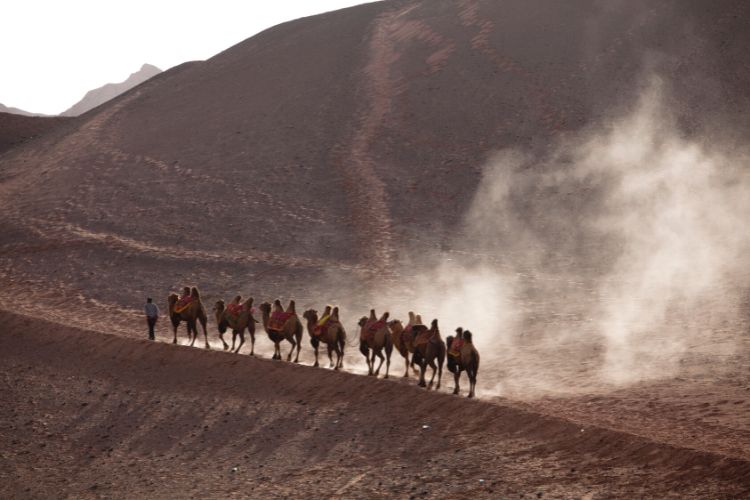 camels on silk road