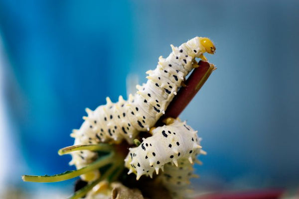 silkworm