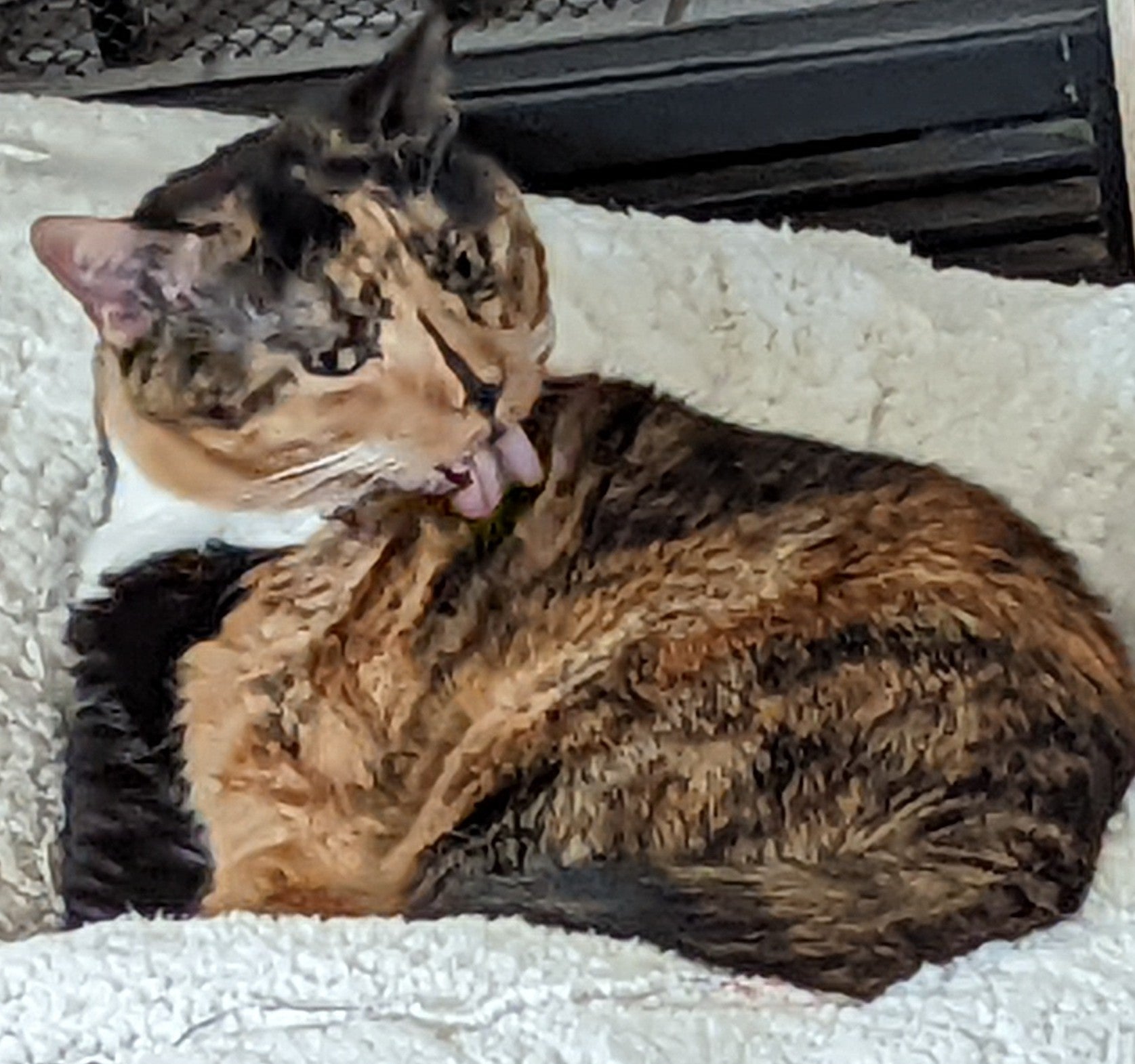 Sassy has more time to groom and sleep with our litter box!