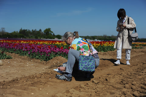 Louise Stebbing Printmaker sketching in a field of Tulips in Norfolk about to be walked over by someone on the phone - photo by Karen Harvey Field of colourful tulips red yellow purple white orange wow
