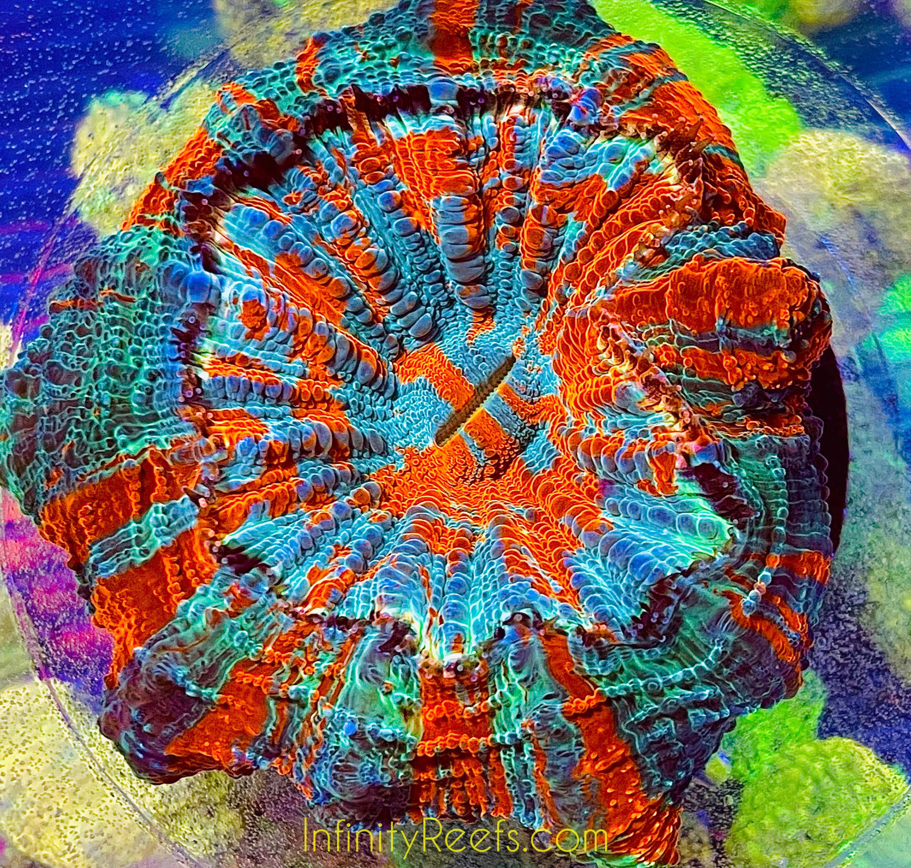 Indonesian Tiger Acanthophyllia 4” Wysiwyg