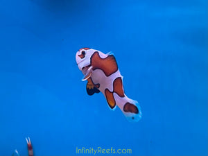 Orange Storm Clown Fish - Infinity Reefs  - Live Clown Fish