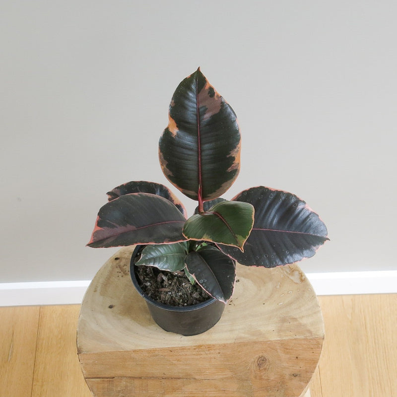 Ficus Elastica - Rubber Plant