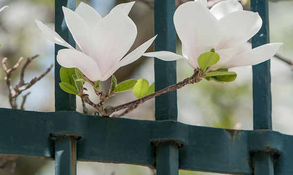 decorar valla metálica plantas trepadoras