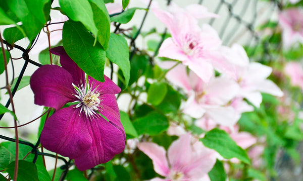 Valla de simple torsión en jardín con flores