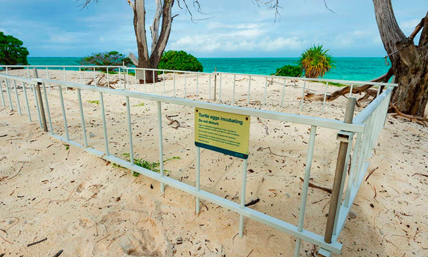 Valla en playa para nido de tortugas