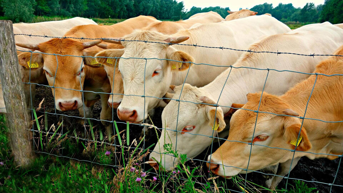 Vacas con malla ganadera