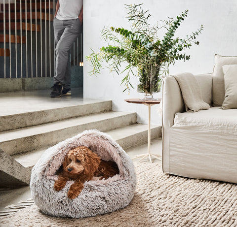 cavoodle puppy laying in cave style dog bed