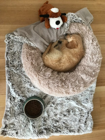 puppy sleeping on bed and blanket with pet bowl