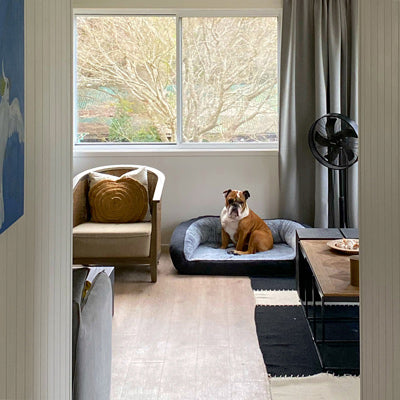 Darren Palmer's dog Brutus at home on his Sofa