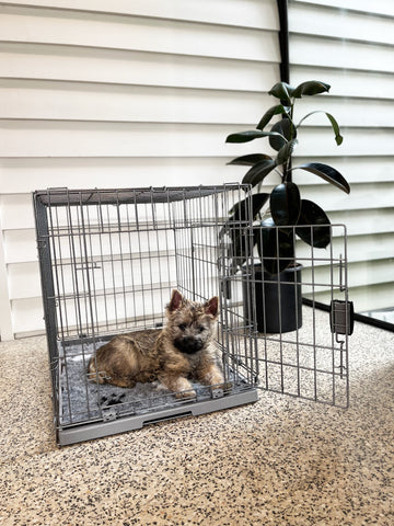 puppy in crate on mat