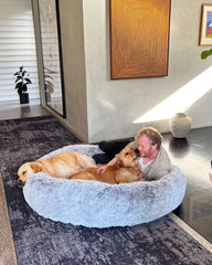 man laughing with two golden retriever dogs in giant human size dog bed