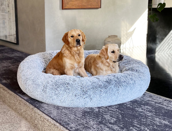 two golden retrievers in giant dog bed in living room