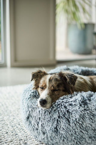 border collie puppy sleeping on dog bed