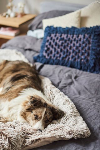 border collie puppy laying on pet blanket on bed