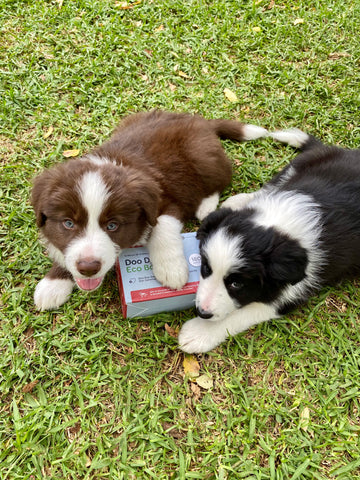 border collie puppies chewing box