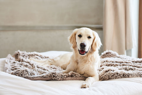 Snooza Dog Calming Blanket