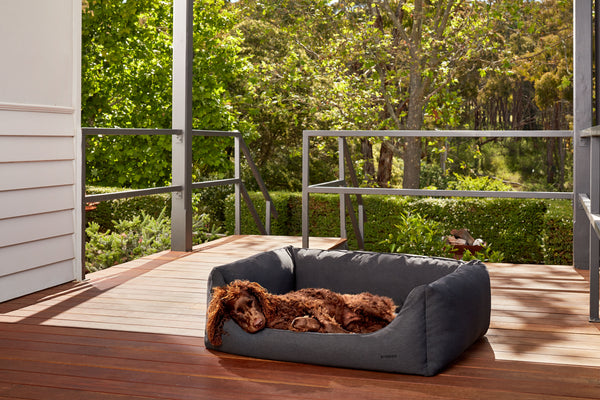 murray river retriever sleeping in outdoor dog bed on deck