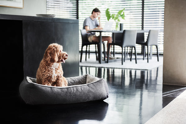 cavoodle sitting up in snuggler bed