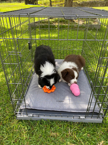 puppies in crate on mat chewing toys