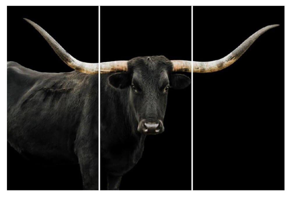 Image of Black Longhorn Triptych (Set of 3 - 24 x 48)