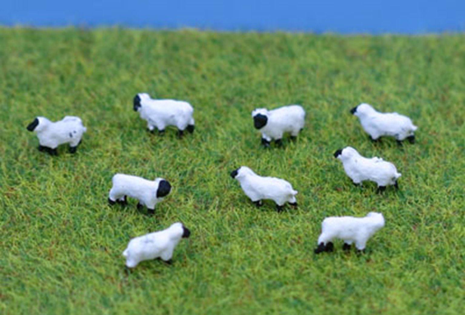 00 gauge sheep