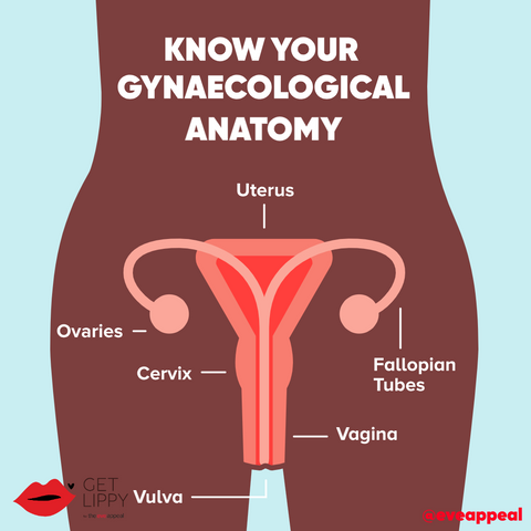 illustration showing the anatomy of a womans reproductive system