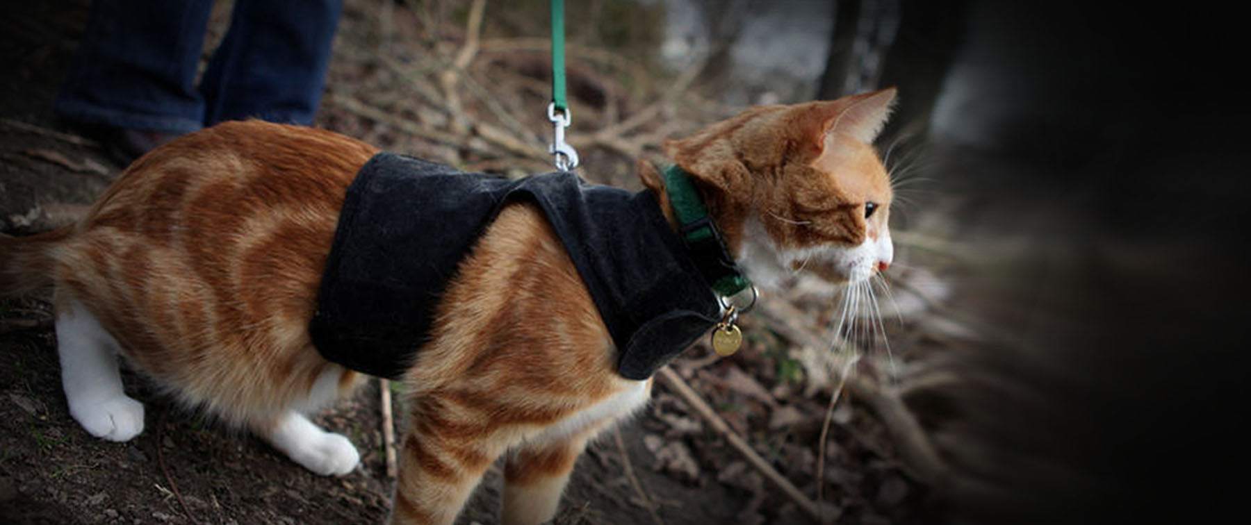 Можно гулять с котом. Кошка на прогулке. Поводок для кошек. Выгуливание кошек. Кот на улице на шлейке.