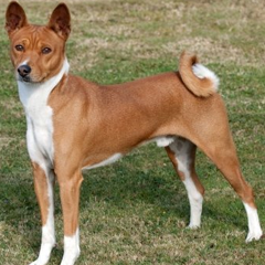 Basenji