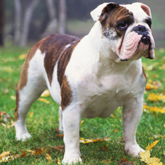 Bulldog