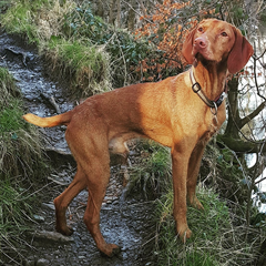 Hungarian Vizsla