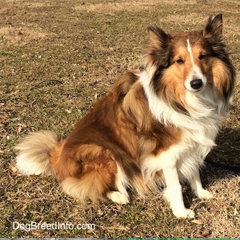 Shetland Sheepdog