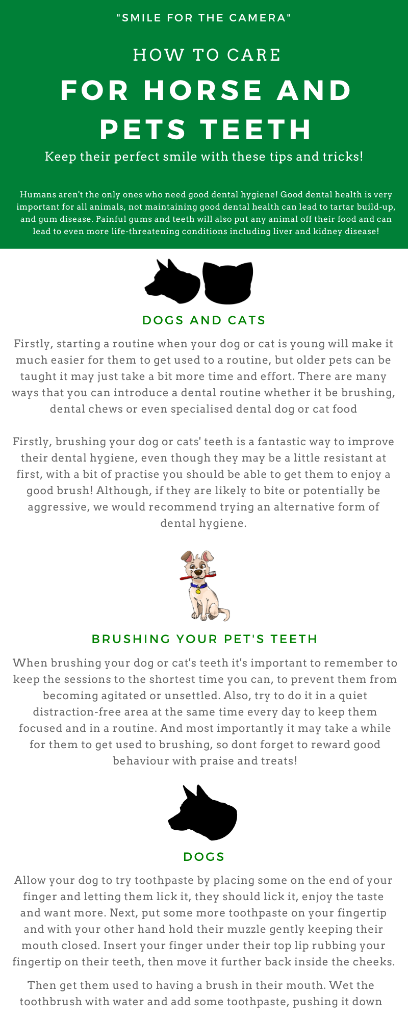 How to take care of your horses teeth