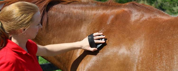 women grooming a horse