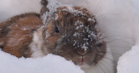 BUNNY IN SNOW