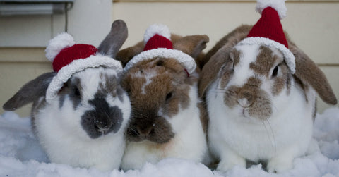 santa bunny