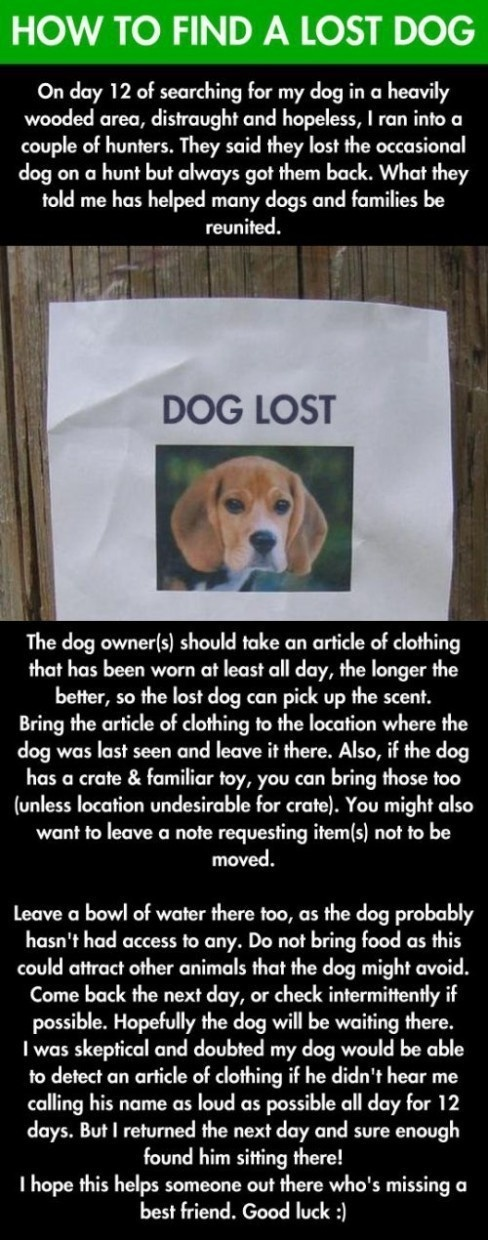how to find a lost dog