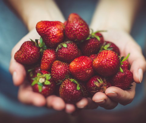 Oregon Strawberries, fresh berries, organic strawberries, hood strawberries