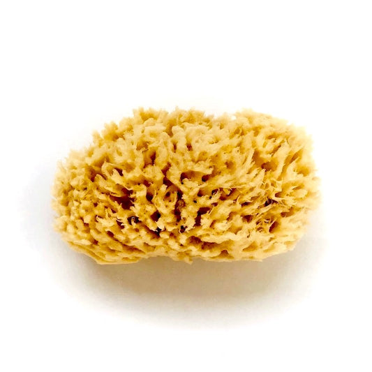 Small Round Sponge