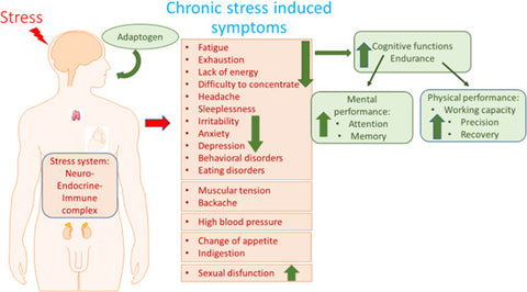 Effects of adaptogens on stress.