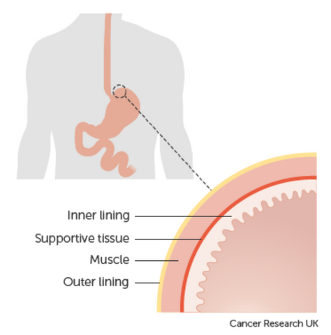 the layers of he stomach wall