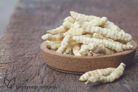 Cordyceps militaris