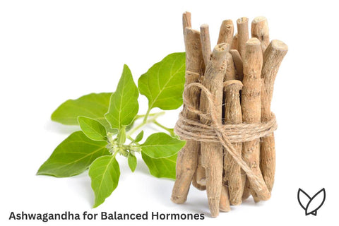 Ashwagandha for Balanced Hormones